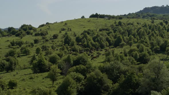 Group of Cows Grazing on Green Meadow, Small Forest and Mount Karachay-Cherkess Republic