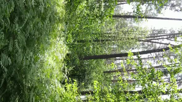 Vertical Video Aerial View Inside a Green Forest with Trees in Summer