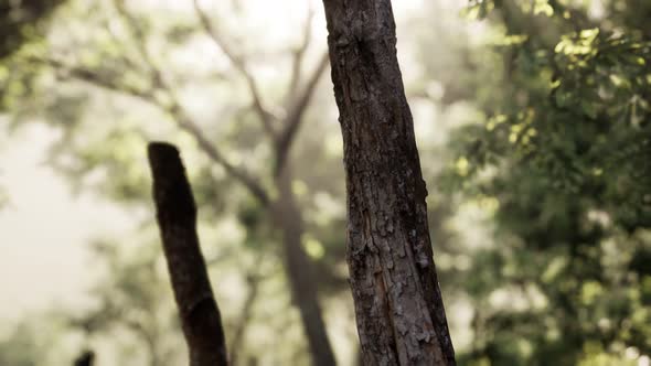 Rays of Bursting Sunlight in a Misty Forest