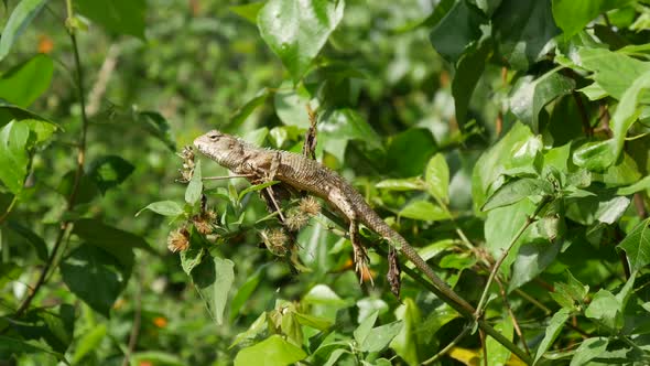 Chameleon in a tree