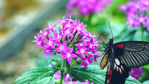 butterfly eat nectar slow-motion