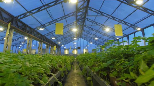 The Production Site of the Greenhouse Where Potatoes Are Grown