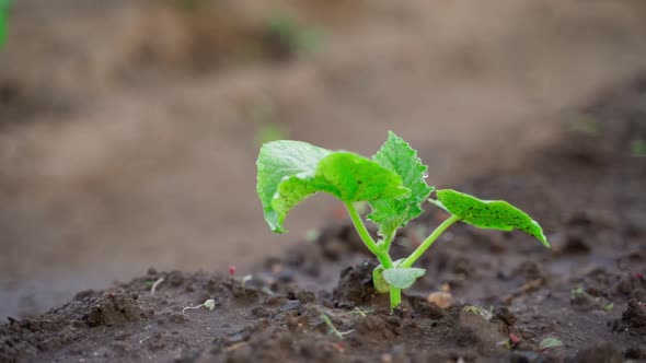 A Sprouted Sprout of a Cucumber Closeup Grows in the Soil on a Garden Bed on a Blurred Background