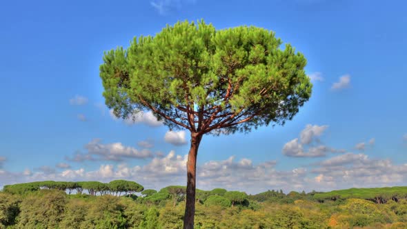 Solitary tree HDR timelapse