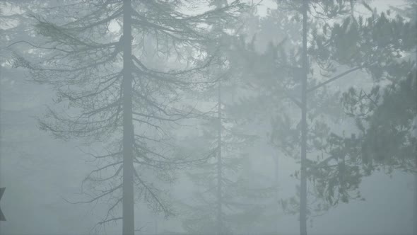 Cloudy Autumn Day in the Pine Forest with Fog