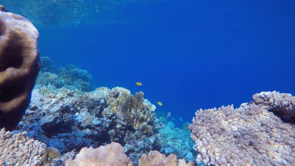 Tropical Fish Underwater Coral Reef