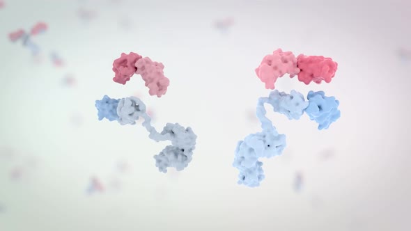 cyclic rotation of antibodies, including the alpha channel. alt