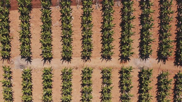 Plantation of bananas from above