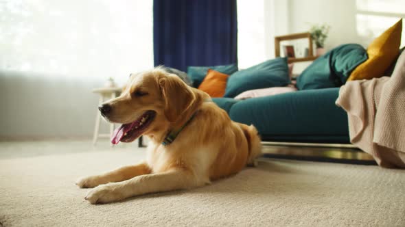 Golden Retriever Closeup