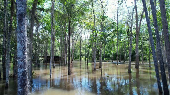 Stunning landscape of Amazon Forest at Amazonas State Brazil.