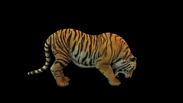Tiger Eat 1 alt