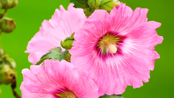 Pink Flower on Green Field Background