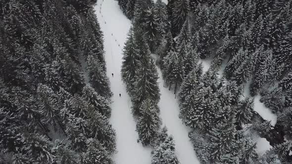 Aerial: Winter forest in Tatras mountains