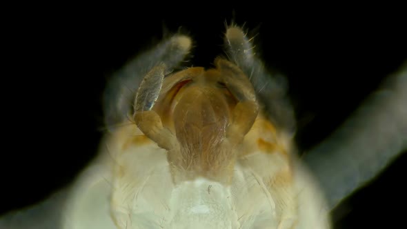 Jaw Close Up. Termite (Isoptera) Reticulitermes Speratus Under a Microscope, Family Rhinotermitidae