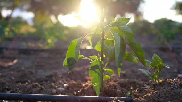 Water for Sustainable Food and Agriculture