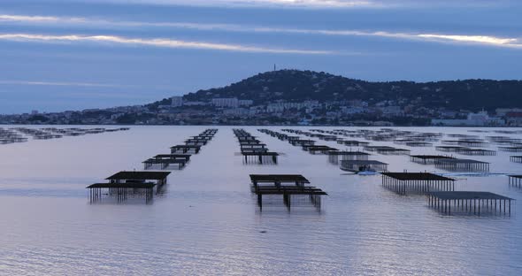 Oyster farming, pond of Thau, Bouzigue, Occitanie, France