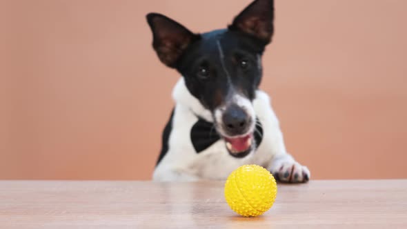 An Energetic Sleek Fox Terrier in a Black Bow Tie Jumps Nonstop Trying to Grab a Yellow Rubber Ball