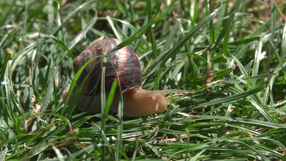 Snail in the Grass