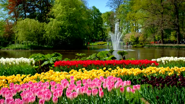 Keukenhof Flower Garden. Lisse, the Netherlands.