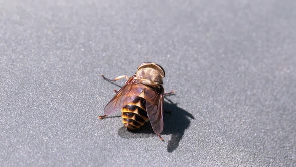 Gadfly Creeps Close-up. Horse-Fly in Macro. Slow Motion