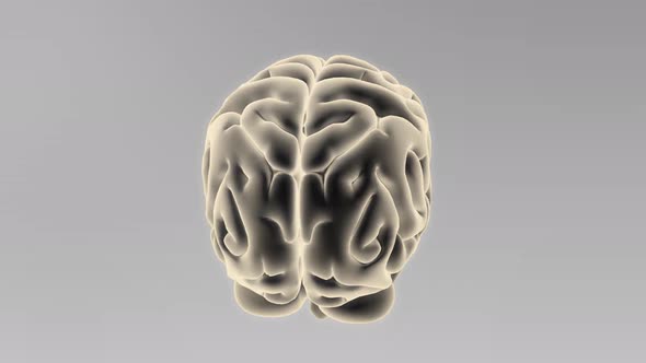 3D Animated Seamless Loop Of A Human Brain