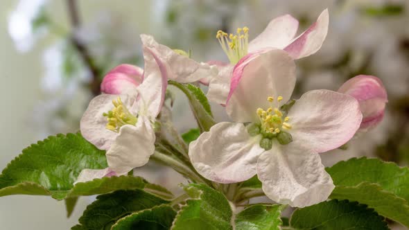 Apple Flower Blossom Timelapse