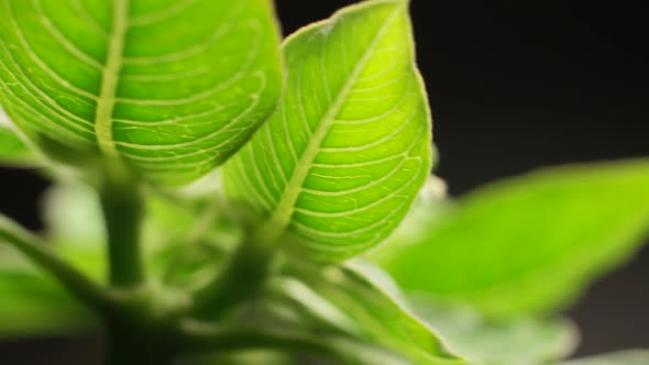 Green Plants And Trees