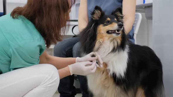 Veterinarian Treating a Wound on a Paw of Dog