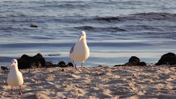 Sea Gull Walks Along the Sandy Shore, a Fresh Breeze Blows