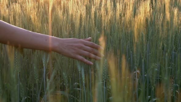 Hand of Girl Touches Ears of Wheat at Sunset