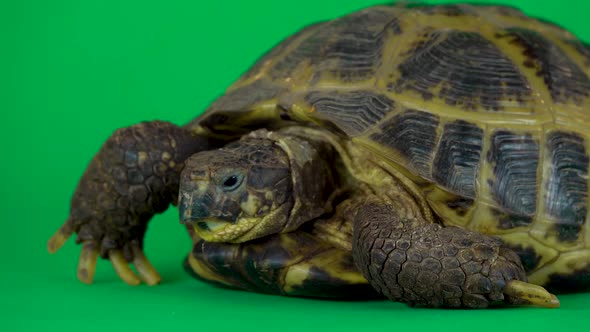 Turtle on a Green Background Screen. Close Up