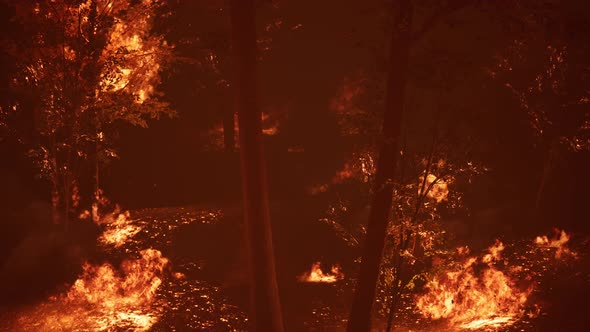 Large Flames of Forest Fire at Night