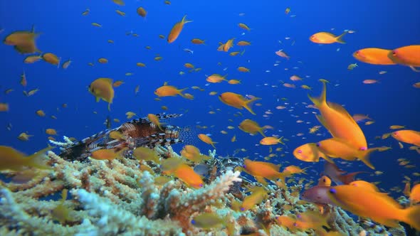 Tropical Underwater Orange Fish Reef