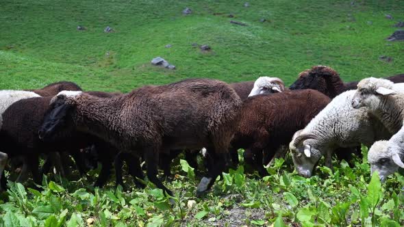 Flock Of Sheep Walking And Graze In The Meadow