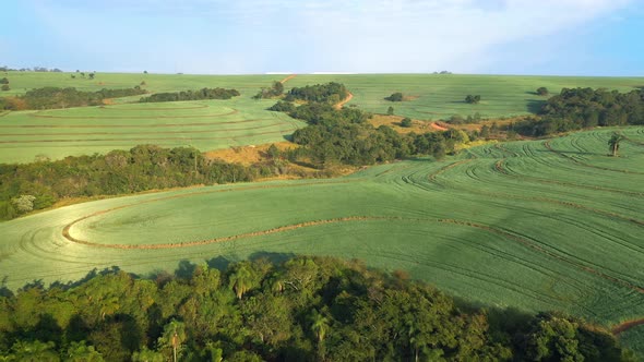 Aerial Image from a Plantation in Sao Paulo Brazil