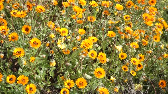 Wild Flowers - South Africa