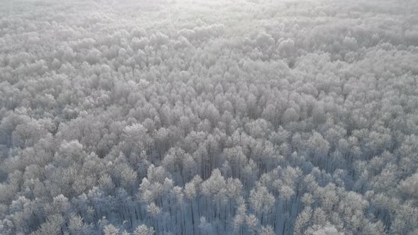 Snow-white treetops in the forest from a height of birds