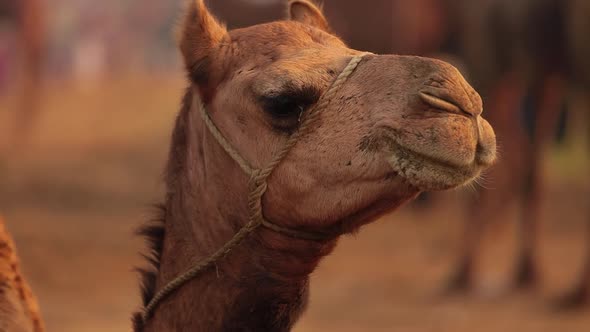 Camels in slow motion at the Pushkar Fair, also called the Pushkar Camel Fair