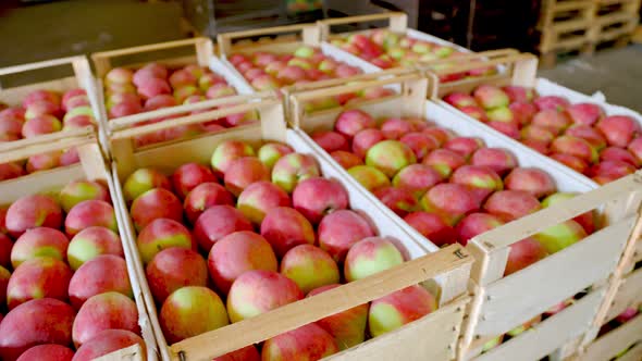 Many Red Apples in Boxes