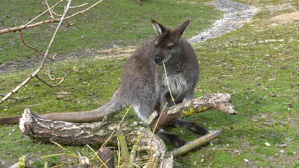 Kangaroos eating