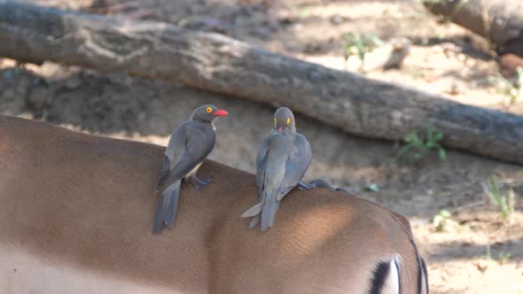 Three Yellow-billed oxpecker eats ticks and other insects from the back of an impala