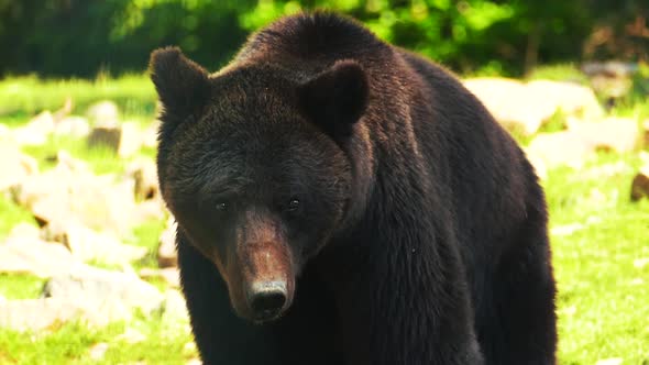 Big brown bear walks in the forest and looks for food in the grass