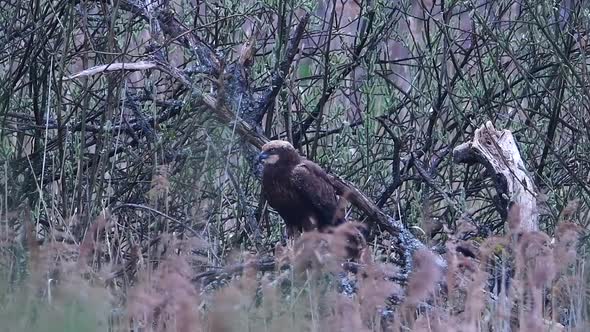 Western marsh harrier (Circus aeruginosus)