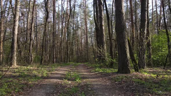 Aerial View of the Road Inside the Forest