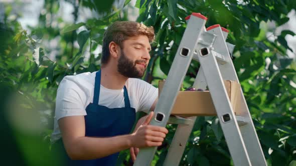 Agribusiness Man Worker Smiling in Organic Impressive Farm Picking Fresh Berry