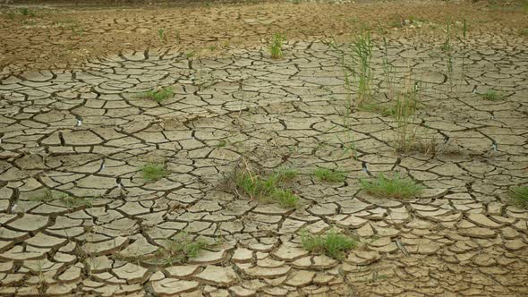 Drought Cracked Pond Wetland, Swamp Very Drying Up the Soil Crust Earth Climate Change