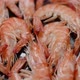 Close Up on Boiled Big Sea Prawns or Shrimps Placed on Black Ceramic Plate - VideoHive Item for Sale