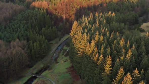 Aerial view of a lakeside forest from a drone