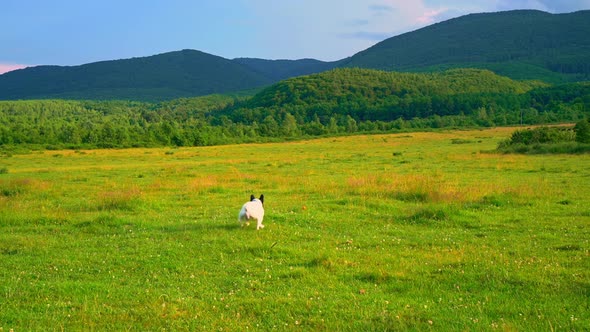 Cute Dog Plays Outdoors