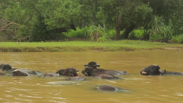 Animals of Sri Lanka. Buffalos in the Lake